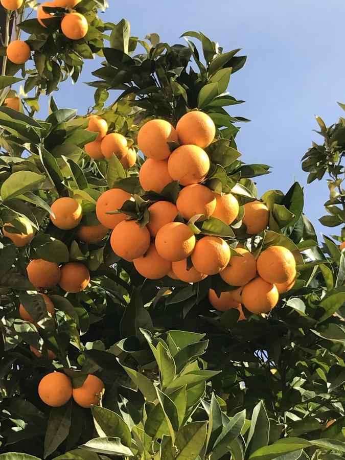 לינה וארוחת בוקר סן מאורו צ'ילנטו Cilento מראה חיצוני תמונה